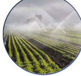 Irrigation sprinklers on farmland using treated sludge